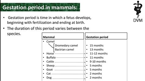 Gestation Period Of Animals Pregnancy Period Mammal Gestation