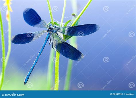 Dragonfly On A Flower On A Spring Meadow Stock Photo Image Of Blue