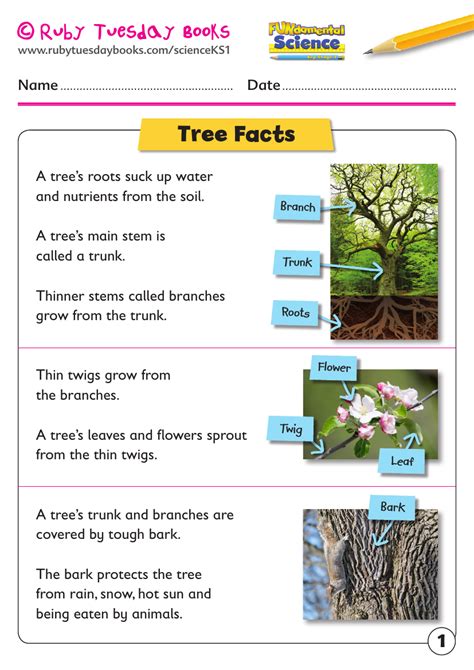 Ks1 Science Plants Tree Facts By Rubytuesdaybooks Teaching