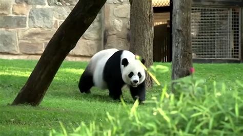 Smithsonian National Zoos Giant Panda Program Ending After More Than