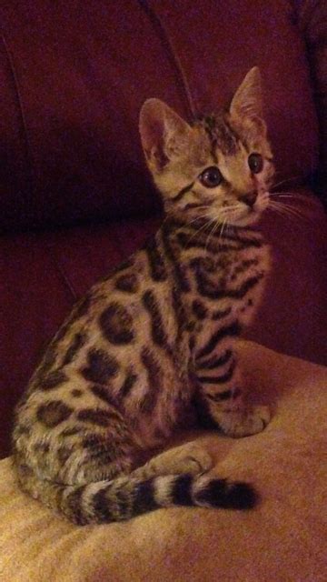 Toyger Kittens For Sale Ontario Canada Tolhaq