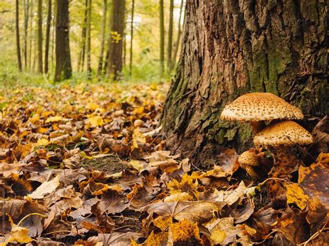 Mushrooms In An Autumn Forest By Stocksy Contributor Geoffrey