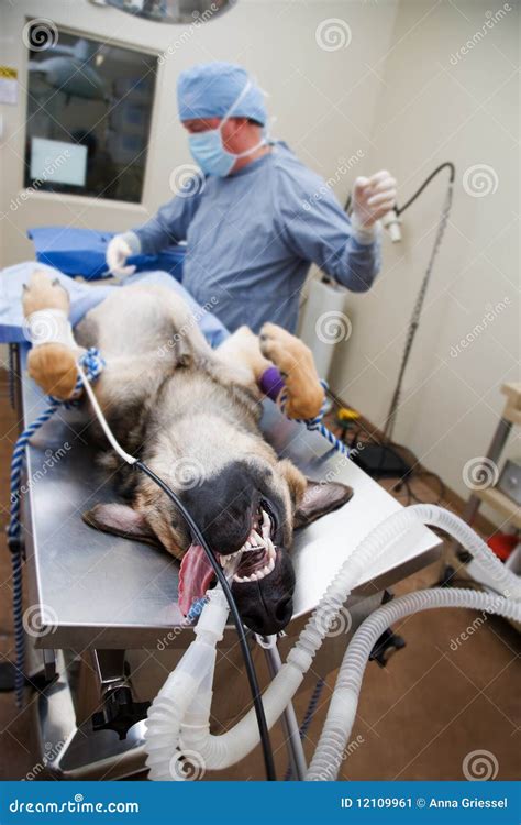 Canine Surgery Stock Image Image Of Professional Veterinary 12109961