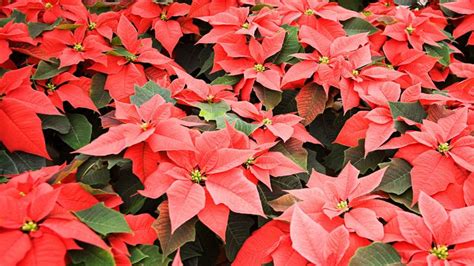 9 Best Christmas Plants How To Care For Christmas Flowers