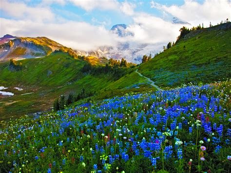 Landscape Spring Meadow Flowers Wallpaper Hd 8632