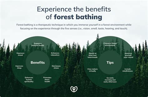 Benefits Of Shinrin Yoku Forest Bathing