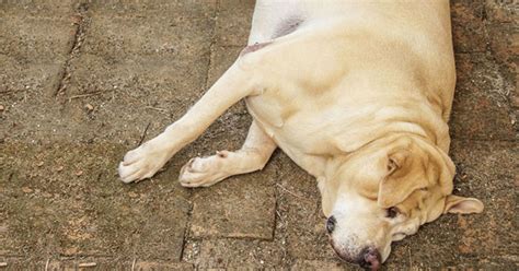 Dog Bloat What Are The Signs And How Do You Treat It Uk Pets