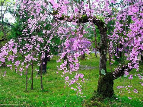 L'elegante imponenza dei nostri amici. Alberi fioriti in primavera (con immagini) | Immagini di fiori