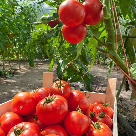 Marglobe Tomatoes Seeds Organic Non Gmo Heirloom Seeds