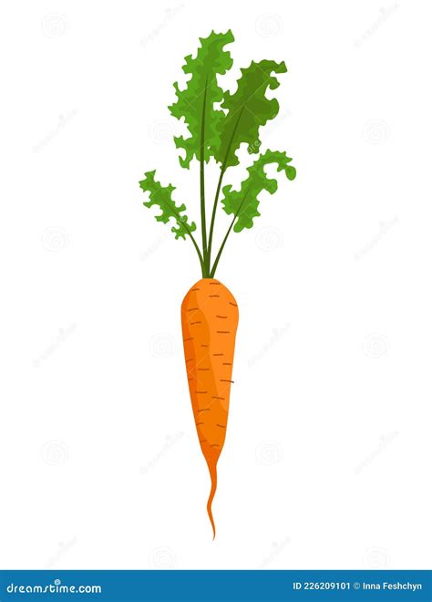 Carrot Vegetables Growing Plant Showing Root Structure Farm Product