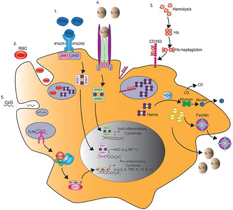 Frontiers The Immunology Of Macrophage Activation Syndrome