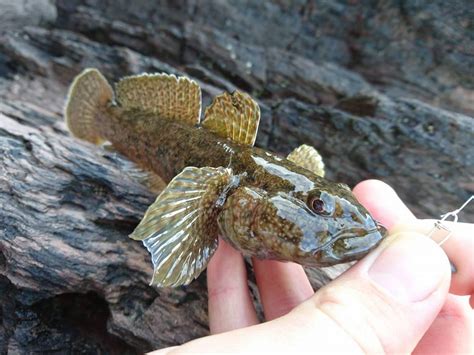 My Sea Reels — Lrf Profile The Giant Goby