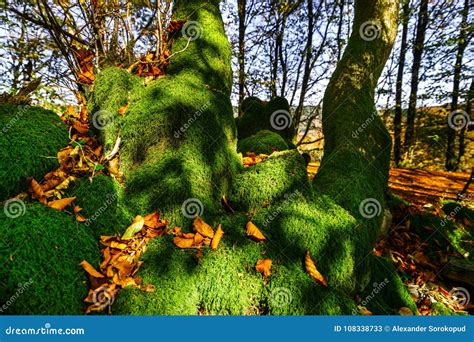 Beautiful Green Moss In Autumnal Forest Sun And Shadows Natural