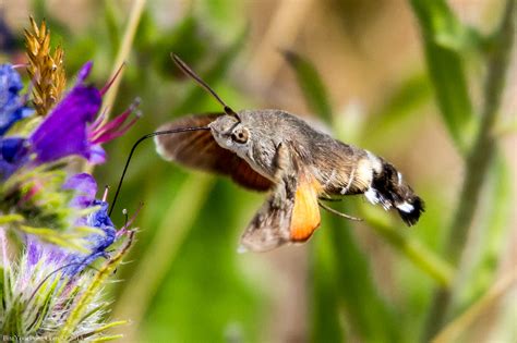 Hummingbird Hawk Moth Macroglossum Stellatarum Flickr Photo Sharing