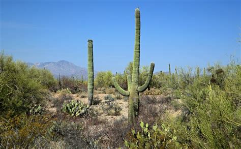 Saguaro Cacti In The Arizona Sonoran Desert Stock Photo Image Of
