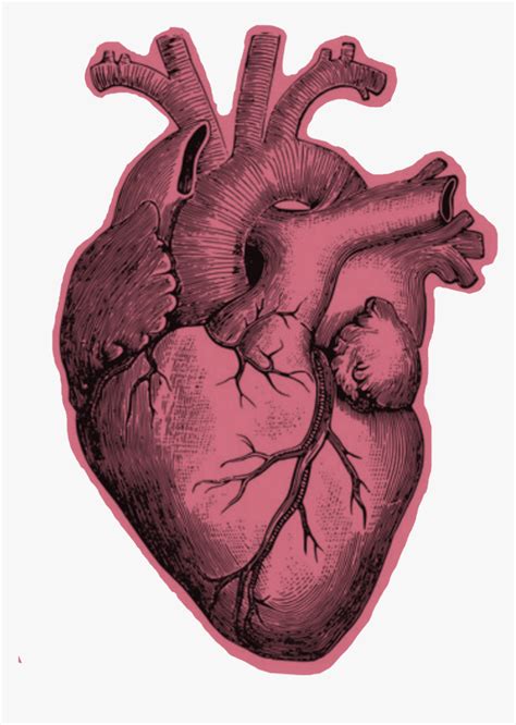 Heart Realistic Human Heart Drawing Png Transparent Png Kindpng
