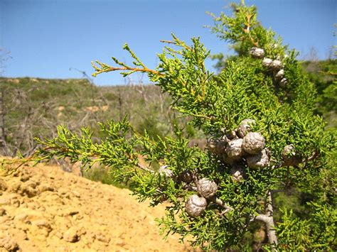 9 Variedades De Ciprés Para Tu Jardín Jardineria On