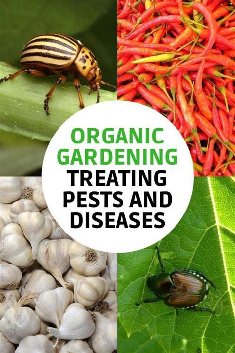 Learn How To Treat Pests And Diseases In An Organic Garden