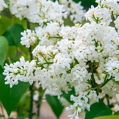 One Of The First Lilac Varieties Developed For Southern Climates Snowy