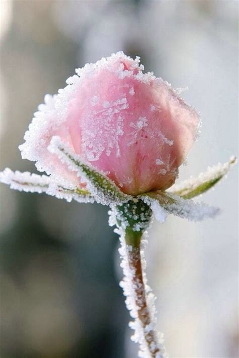 Winter Snowflowers Beautiful Flowers Flowers Pink Love