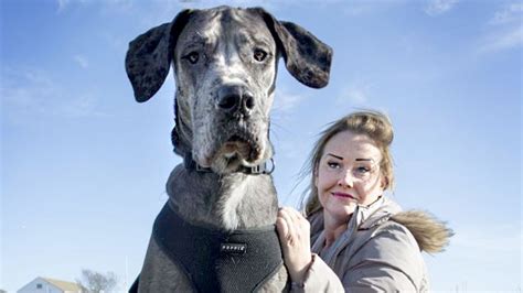 7 Foot 4 Inches Tallest Dog In The World Freddy The Great Dane Youtube