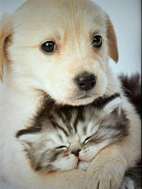 Very Cute Picture🐶🙀 Cute Cats And Dogs Cute Dogs Animals Friendship