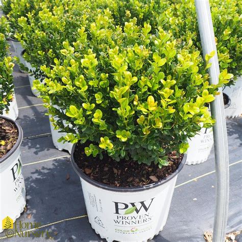 Buxus Microphylla Sprinter® Japanese Boxwood From Home Nursery