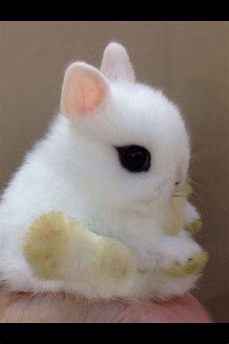 Cutest Bunny Ever Baby Animals Funny Cutest Bunny Ever Cute Baby