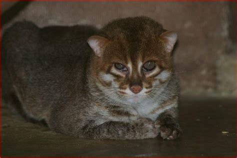 It is the only species of the genus pylodictis. The flat-headed cat (Prionailurus planiceps) is a small ...