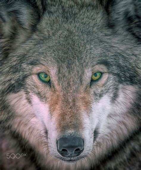 Besides good quality brands, you'll also find plenty of discounts when you shop for green wolf during big sales. Gray Wolf portrait - Gray wolf head shot portrait. The ...