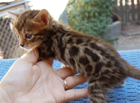 I have 3 bengal kittens that are tica registered that will be ready for forever homes for christmas. Available Bengal kittens for sale in California