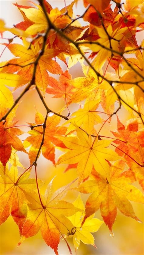 Wallpaper Beautiful Maple Leaves Twigs Autumn 1920x1200 Hd Picture Image