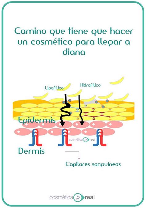 barrera de la piel epidermis 3 | Anatomía de la piel, Academia de