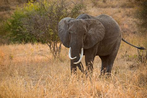 African Bush Elephant Facts Habitat Diet Life Cycle
