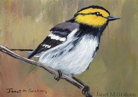 Art Golden Cheeked Warbler Aceo By Artist Janet M Graham Art
