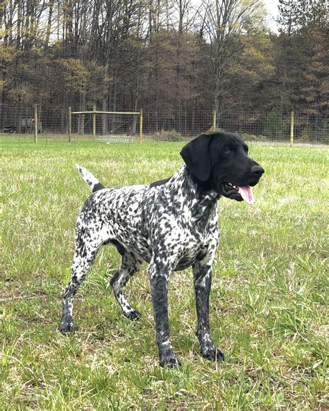 Cole 25 Years Old Black And White German Shorthair Pointer Gsp Dogs
