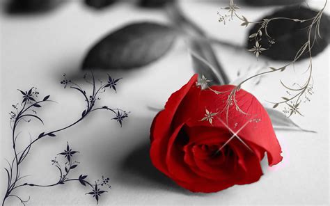 Red Rose In A Black And White Wallpaper Love Moments