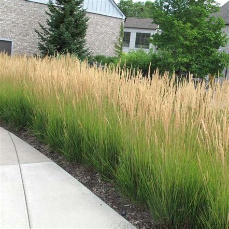 Karl Foerster Feather Reed Grass Privacy Landscaping Grasses