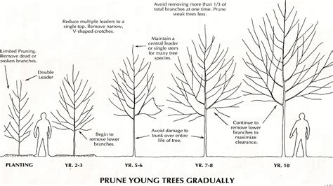 Pruning Pruning Young Trees Tree Choices