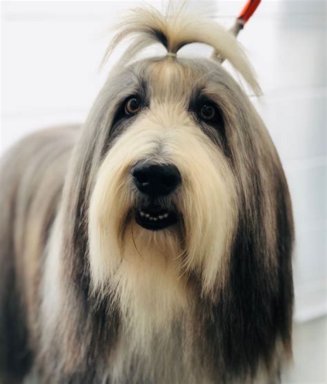 Megan Bearded Collie Bearded Collie Dog Grooming Photo Galleries