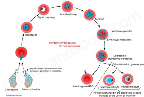 Life Cycle Of Plasmodium With Diagram Michel Snipes