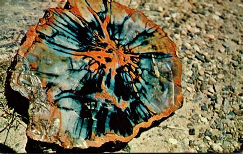 Arizona Petrified Wood Found On Hwy Near Holbrook United States