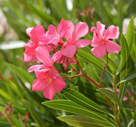 Types Of Oleander