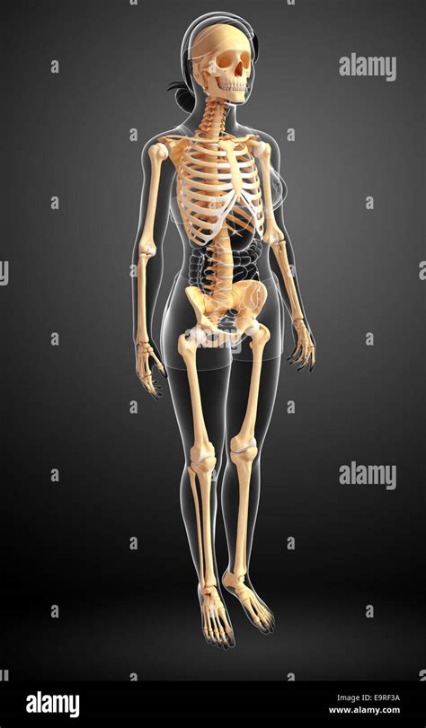 Illustration Of Human Skeleton Side View Stock Photo Alamy