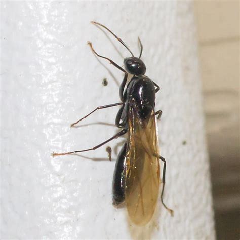 Winged Ant Bugguidenet