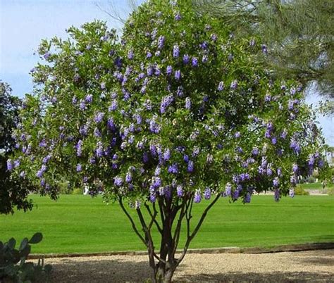 Ready made topiary pyramids & lollipops. Mountain Laurel