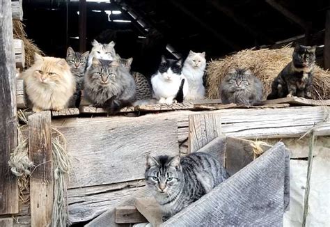 What Is A Feral Cat Colony