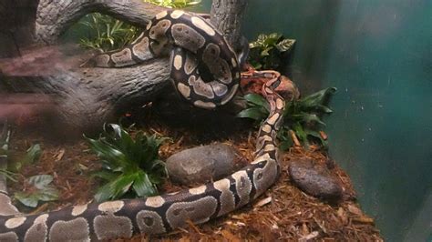Bronx Zoo Snakes 1 Youtube