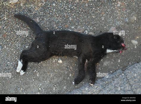 Dead Cat Lying At Side Of The Road Stock Photo Alamy