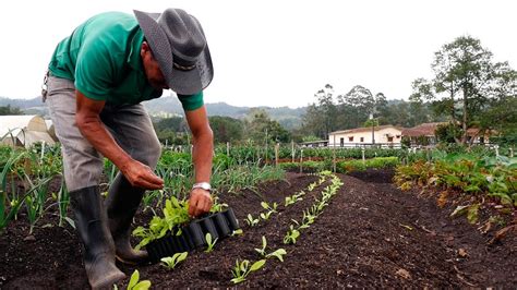 Beneficios De Los Abonos Organicos En La Agricultura Estos Beneficios